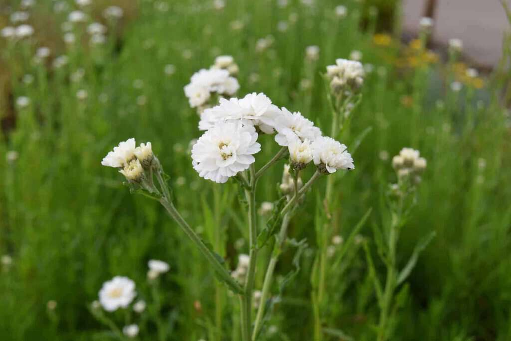 Achillea ptarmica 'The Pearl' ---